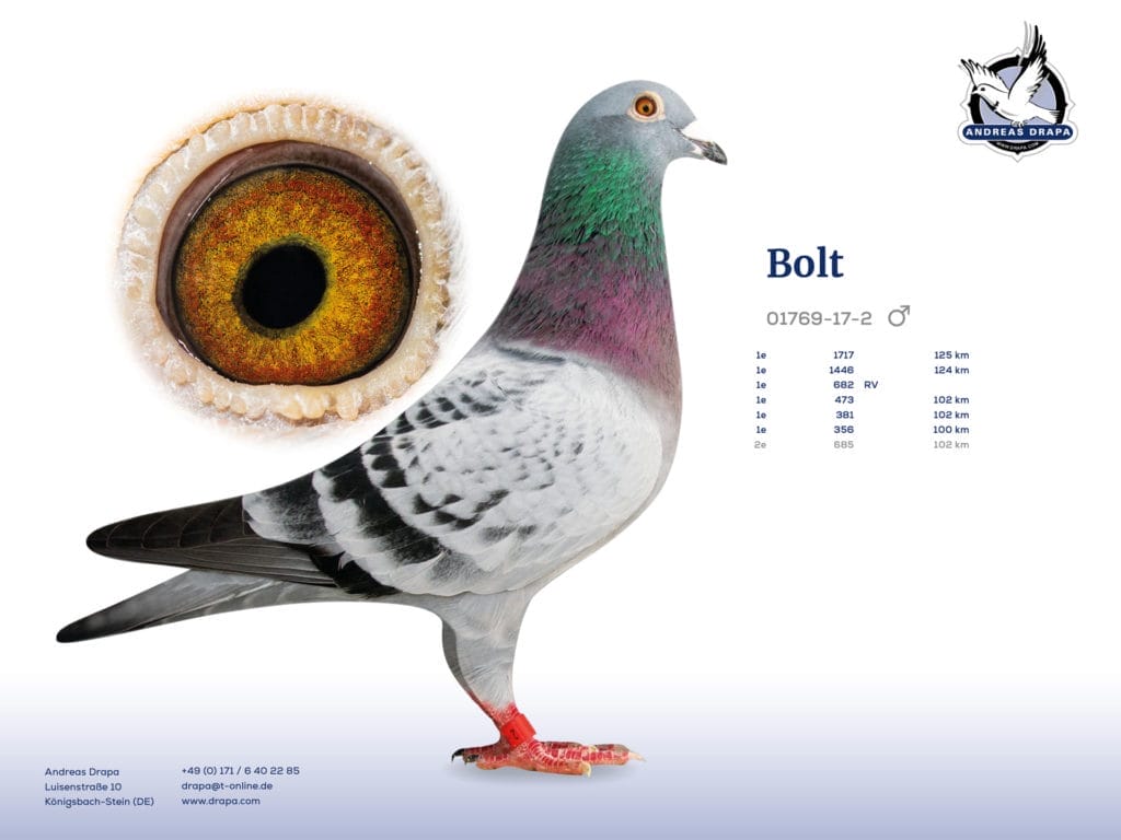 Bolt